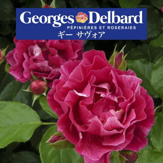 送料無料【ギー サヴォア　6号鉢　秋開花株】鉢植え バラ 薔薇 デルバール 大苗 6号鉢 フレンチローズ 開花苗 ギーサヴォア ギーサボアのサムネイル