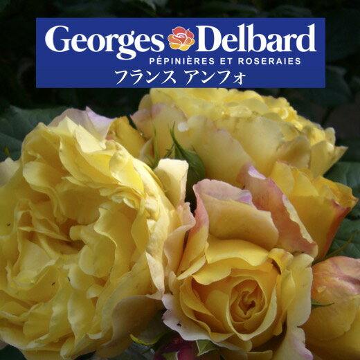 送料無料【フランス アンフォ　新苗4号鉢】鉢植え バラ 薔薇 デルバール フレンチローズ フランスアンフォのサムネイル