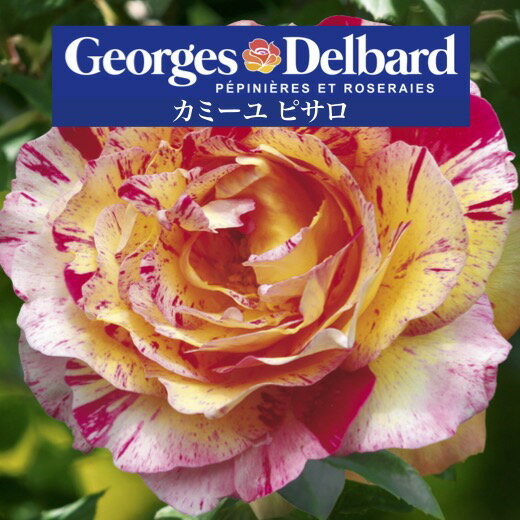 【2026年 早期予約】送料無料【カミーユ ピサロ　新苗4号鉢】鉢植え バラ 薔薇 デルバール フレンチローズ カミーユピサロ