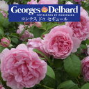送料無料【コンテス ドゥ セギュール 6号鉢 春開花株】鉢植え バラ 薔薇 デルバール 大苗 フレンチローズ 開花苗 コンテスドゥセギュール