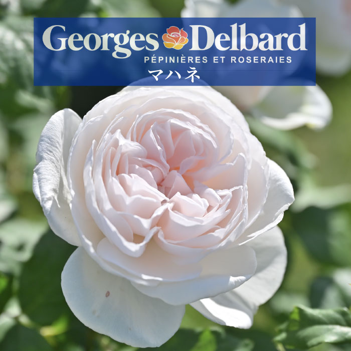 送料無料【マハネ　6号鉢大苗予約】鉢植え バラ 薔薇 デルバール 大苗 フレンチローズ 冬のサムネイル