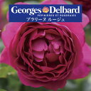 送料無料【プラリーヌ ルージュ 6号鉢 秋開花株】鉢植え バラ 薔薇 デルバール 大苗 フレンチローズ 開花苗 プラリーヌルージュ