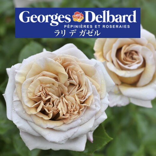 送料無料【ラリ デ ガゼル　新苗4号鉢】鉢植え バラ 薔薇 デルバール フレンチローズのサムネイル