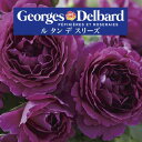 【2026年 早期予約】送料無料【ル タン デ スリーズ 新苗4号鉢】鉢植え バラ 薔薇 デルバール フレンチローズ ルタンデスリーズ ルタン デ スリーズ