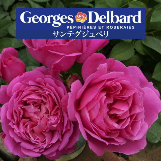 【2026年 早期予約】送料無料【サンテグジュペリ　新苗4号鉢】鉢植え バラ 薔薇 デルバール フレンチローズ