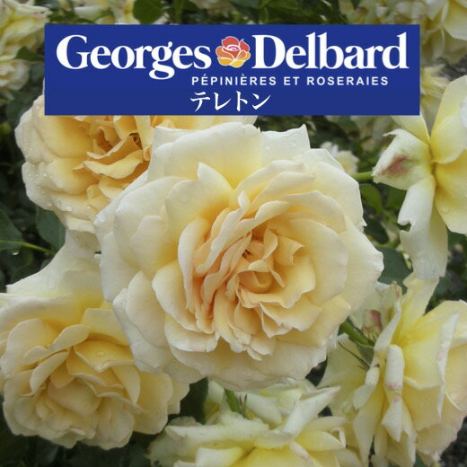 【2026年 早期予約】送料無料【テレトン　新苗4号鉢】鉢植え バラ 薔薇 デルバール フレンチローズ