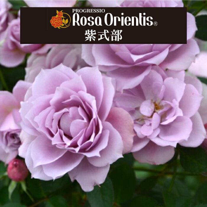送料無料【紫式部　6号鉢大苗予約】鉢植え バラ 薔薇 ロサ オリエンティス 大苗 冬のサムネイル