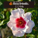 送料無料【こころね 6号鉢大苗予約】鉢植え バラ 薔薇 ロサ オリエンティス 大苗 冬