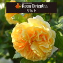 送料無料【リヒト 6号鉢大苗予約】鉢植え バラ 薔薇 ロサ オリエンティス 大苗 冬