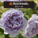 送料無料【カミーユ　6号鉢　春開花株】鉢植え バラ 薔薇 ロサ オリエンティス 大苗 6号鉢 開花苗