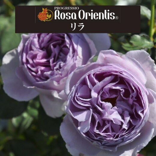 送料無料【リラ　6号鉢　春開花株】鉢植え バラ 薔薇 ロサ オリエンティス 大苗 6号鉢 開花苗