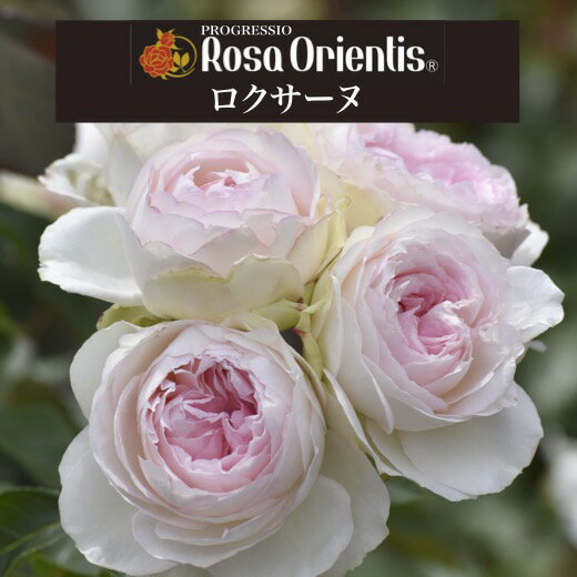 送料無料鉢植え バラ 薔薇 ロサ オリエンティス 大苗 6号鉢 開花苗