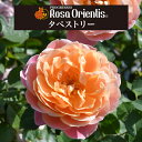 送料無料【タペストリー 6号鉢 春開花株】鉢植え バラ 薔薇 ロサ オリエンティス 大苗 開花苗