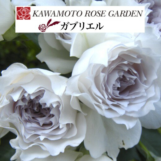 送料無料【ガブリエル　新苗4号鉢】鉢植え バラ 薔薇 河本バラ園 ローズ ヘブンシリーズ