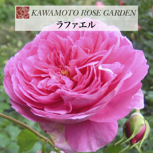 送料無料【ラファエル　新苗4号鉢】鉢植え バラ 薔薇 河本バラ園 ローズ ヘブンシリーズ