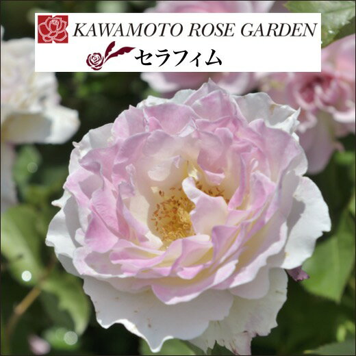 送料無料【セラフィム　新苗4号鉢】鉢植え バラ 薔薇 河本バラ園 ローズ ヘブンシリーズ