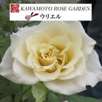 送料無料【ウリエル　6号鉢　春開花株】鉢植え バラ 薔薇 河本バラ園 ヘブンシリーズ 大苗 開花苗