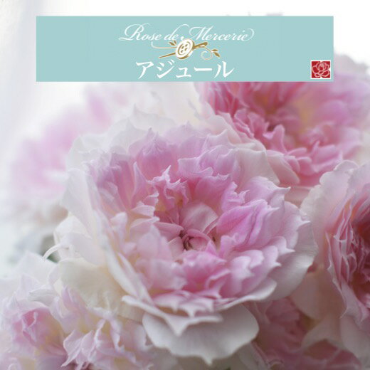 送料無料【アジュール　新苗4号鉢】鉢植え バラ 薔薇 河本バラ園のサムネイル