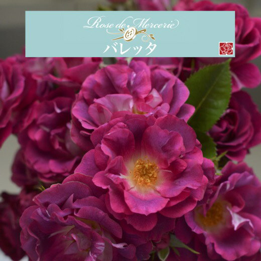 【2026年 早期予約】送料無料【バレッタ　新苗4号鉢】鉢植え バラ 薔薇 河本バラ園 ローズ ドゥ メルスリー