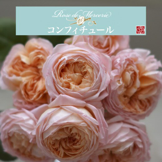 送料無料【コンフィチュール　新苗4号鉢】鉢植え バラ 薔薇 河本バラ園のサムネイル