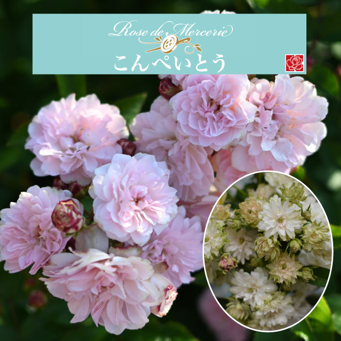 送料無料【こんぺいとう　新苗4号鉢】鉢植え バラ 薔薇 河本バラ園 ローズ ドゥ メルスリー