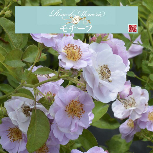 【2026年 早期予約】送料無料【モチーフ　新苗4号鉢】鉢植え バラ 薔薇 河本バラ園 ローズ ドゥ メルスリー