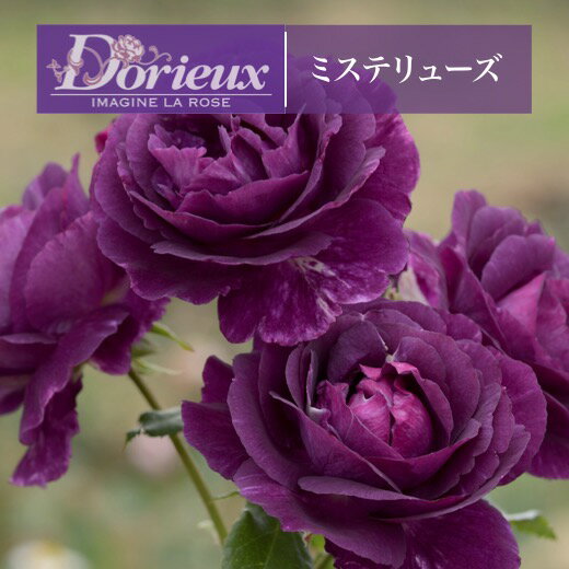 送料無料【ミステリューズ　長尺7号　大苗】鉢植え バラ 薔薇 ドリュ 大苗 フレンチローズ 7号鉢 7寸