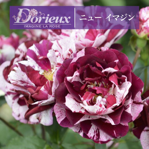 送料無料【ニュー イマジン　新苗4号】鉢植え バラ 薔薇 ドリュ フレンチローズ - 景品ストア　楽天市場店