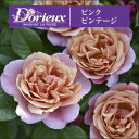 送料無料【ピンク ビンテージ 6号鉢 春開花株】鉢植え バラ 薔薇 ドリュ 大苗 6号鉢 フレンチローズ 開花苗 ピンクビンテージ