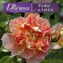 送料無料【ランタン シトロイユ 6号鉢 春開花株】鉢植え バラ 薔薇 ドリュ 大苗 フレンチローズ 開花苗 ランタンシトロイユ