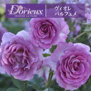 送料無料【ヴィオレ パルフュメ　6号鉢　春開花株】鉢植え バラ 薔薇 ドリュ 大苗 フレンチローズ 開花苗