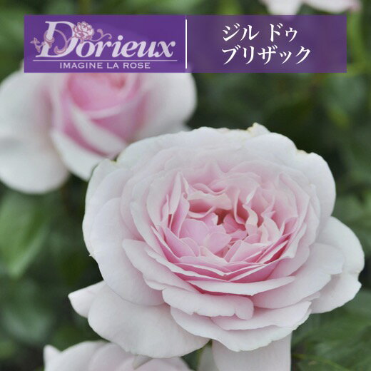 ʥȥŷԾŹ㤨֡2026ǯ ͽ̵ڥ ɥ ֥ꥶå4ȭȭ Х  ɥ ե ɥ֥ꥶåפβǤʤ4,026ߤˤʤޤ