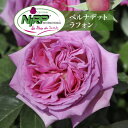 送料無料【ベルナデット ラフォン 6号鉢 春開花株】鉢植え バラ 薔薇 ニプル 大苗 開花苗
