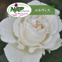 送料無料【エルヴィス 6号鉢 春開花株】鉢植え バラ 薔薇 ニプル 大苗 開花苗