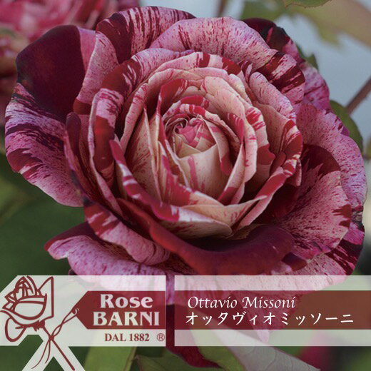 送料無料【オッタヴィオ ミッソーニ 新苗4号鉢】鉢植え バラ 薔薇 バルニ イタリア
