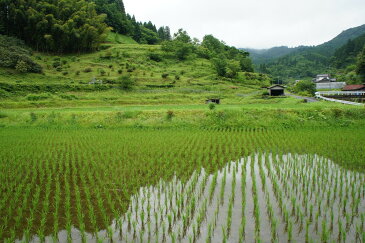 手づくり全粒発芽玄米2キロ 低糖質GI値54 未精白全粒で食物繊維白米の4倍以上 腸内フローラを整える 準無農薬 白米に混ぜそのまま炊ける無洗米 手選別の精選品 送料無料 深山の岩清水仕込み・・・・・・・・・・スタリオン日田