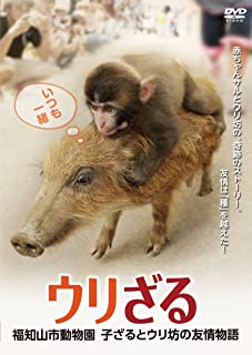 【中古】DVD ウリざる　福知山市動物園　 子ざるとウリ坊の友情物語 ※DVDのみ