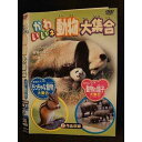 ○009800 レンタルUP☆DVD かわいいネ 動物大集合 202 ※ケース無