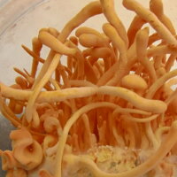 宮崎大学と共同研究した国産無農薬の冬虫夏草