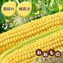 【冷蔵発送! 8月13日以降お届け分~】朝採れ限定!山梨県産 おおもの とうもろこし 2.3kg 八ヶ岳 清里高原 ジョイ菜農園 甘い スイートコーン 高糖度 大粒でふっくら おすそ分け ギフト お礼の品