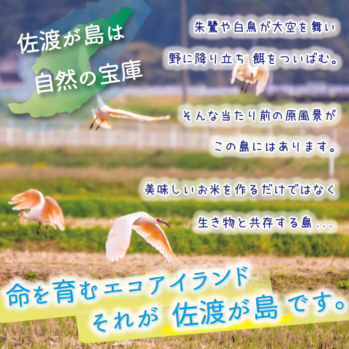 令和5年産 朱鷺認証米佐渡産コシヒカリ 15kg(白米/無洗米/七分/玄米)朱鷺と暮らす郷 世界農業遺産特別栽培米 農薬化学肥料5割減米 佐渡 新潟【全国一律送料無料(沖縄県除く)】【普通便で発送】 3