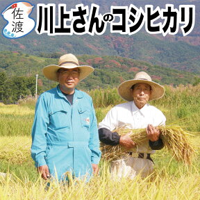 令和5年産 佐渡産コシヒカリ 川上さんのプレミアム米 25kg（白米/玄米/無洗米/7分づき）特別栽培米 農薬・化学肥料5割減新潟県 御祝 贈答 誕生日 ギフトお米 米 ご飯【普通便(常温)で発送】【全国一律送料無料（沖縄県を除く）】