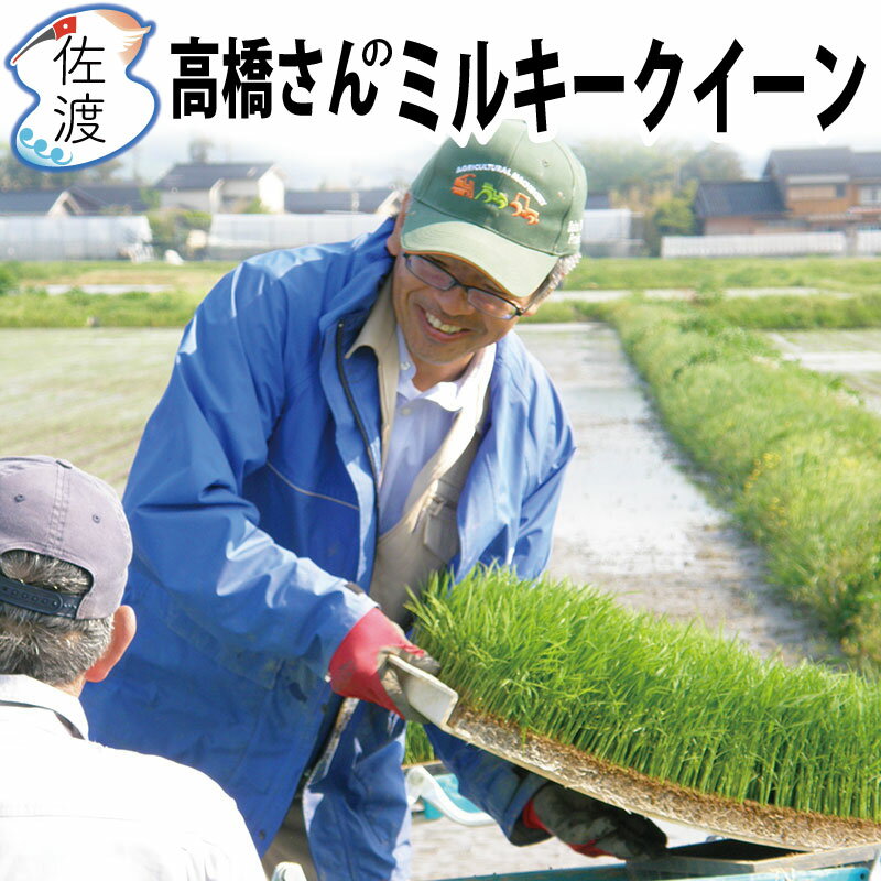 令和3年産 佐渡産ミルキークイーン15kg（白米/玄米/無洗米/7分づき）佐渡 新潟県産米 お米 米高橋さんのおいしいお米モチモチ、ピカピカで甘味のある人気米【普通便(常温)発送】【全国一律送料無料(沖縄県を除く)】