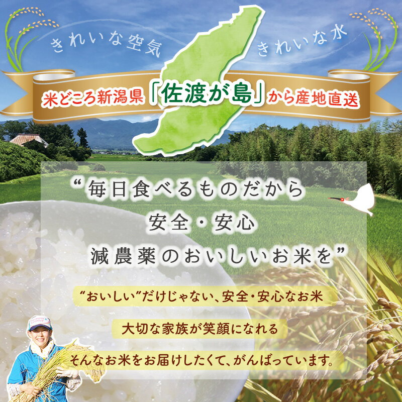 令和3年産 佐渡産ミルキークイーン15kg（白米/玄米/無洗米/7分づき）佐渡 新潟県産米 お米 米高橋さんのおいしいお米モチモチ、ピカピカで甘味のある人気米【普通便(常温)発送】【全国一律送料無料(沖縄県を除く)】