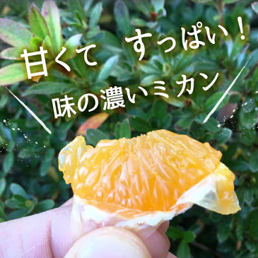 【送料無料】佐渡産みかん M〜Sサイズ 5kg味が濃い！！甘くて、すっぱい 北限のミカン【温州みかん】【佐渡島】【新潟県】【フルーツ】【果物】【ミカン】【ラッキーシール対応】