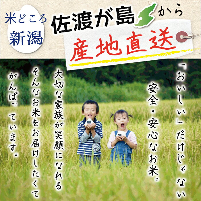 令和3年産 佐渡産ちほみのり15kg(白米/玄米/無洗米/7分づき)大野山麓で栽培した特別栽培米 農薬化学肥料5割減朝ごはんにオススメ！あっさり【普通便で発送】【全国一律送料無料（沖縄県を除く）】