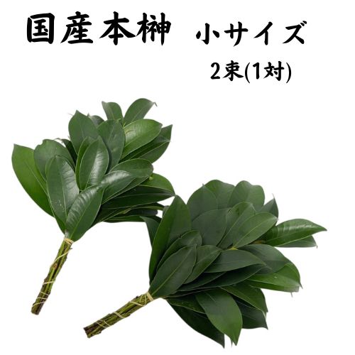 商品名 神棚用 国産本榊（ホンサカキ） 1対（2束組） 小サイズ 特徴 神棚にお供えする本榊（ホンサカキ）です。 三重県産の自社生産の榊を使用し、自社で一つひとつ丁寧に組み上げています。 国産の本榊ならではの自然な葉姿と、清々しい緑をお楽しみいただけます。 日持ちも良く、神棚のお供え用としておすすめです。 サイズ 長さ：約28cm 小サイズ 3.5寸（高さ10.5cm）の榊立てにピッタリのサイズです。 内容 1対（2束組） 左右一対で神棚にお供えいただけます。 産地・生産 三重県産 自社生産の本榊を使用し、自社で組み上げています。 日持ち 生榊の中でも比較的日持ちの良い本榊です。 ご家庭の神棚に長くお供えいただけるよう、鮮度に配慮して出荷しています。 注意点 生産・出荷の過程で、葉に虫食い跡などの障害跡が見られる場合があります。 できるだけ目立たないよう確認・選別し、組み上げていますが、自然の植物のため完全に無傷ではありません。 葉の大きさ・形・色合いなどには個体差があります。 天候や季節により、葉の状態やボリュームが多少異なる場合がありますのでご了承ください。