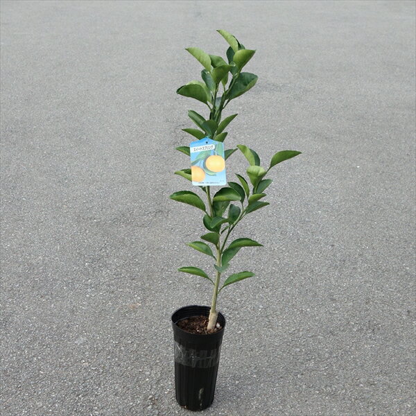 スイートスプリング 接木苗 柑橘 みかん