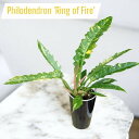 フィロデンドロン リングオブファイヤー 観葉植物