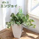 ポトス エンジョイ スタイリッシュ鉢 観葉植物